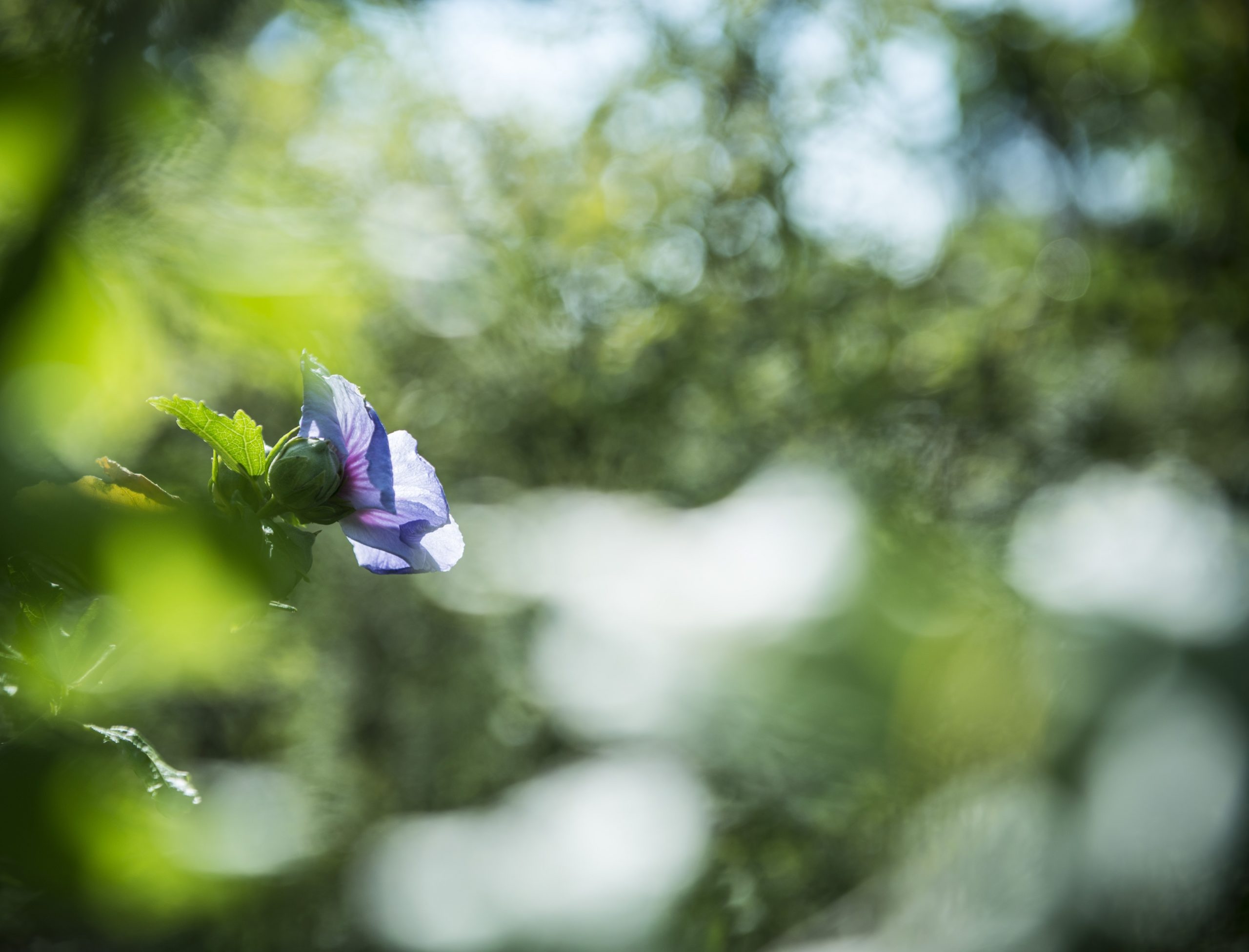 Lilla blomst_forside Foto: Lise Ramsland Sparre