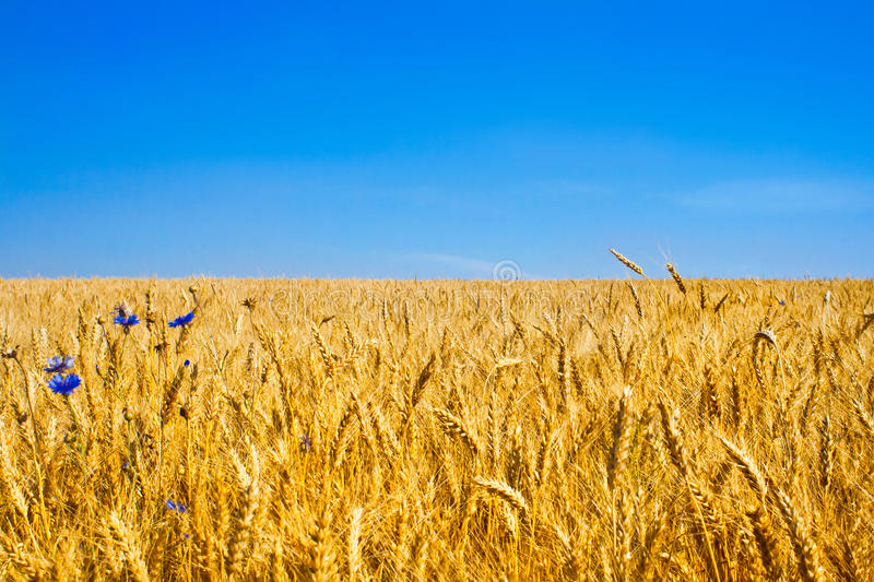 gold-wheat-field-blue-sky-45560112