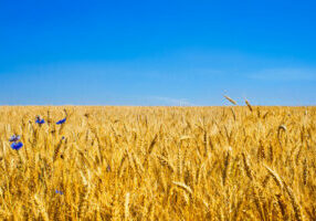 gold-wheat-field-blue-sky-45560112