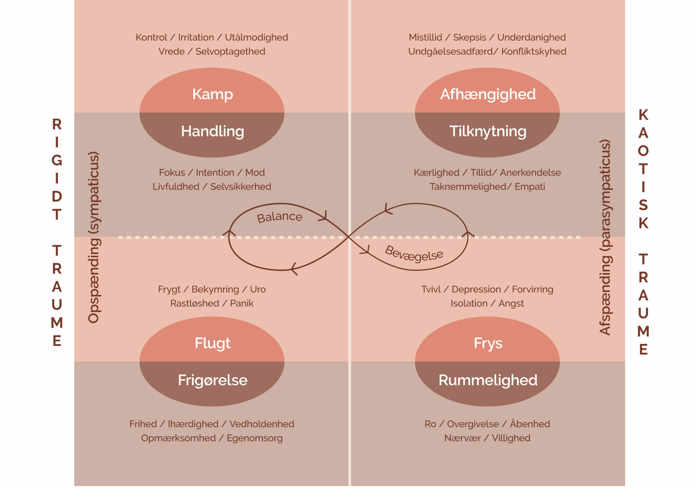 illustrationer-autonome-nervesystem