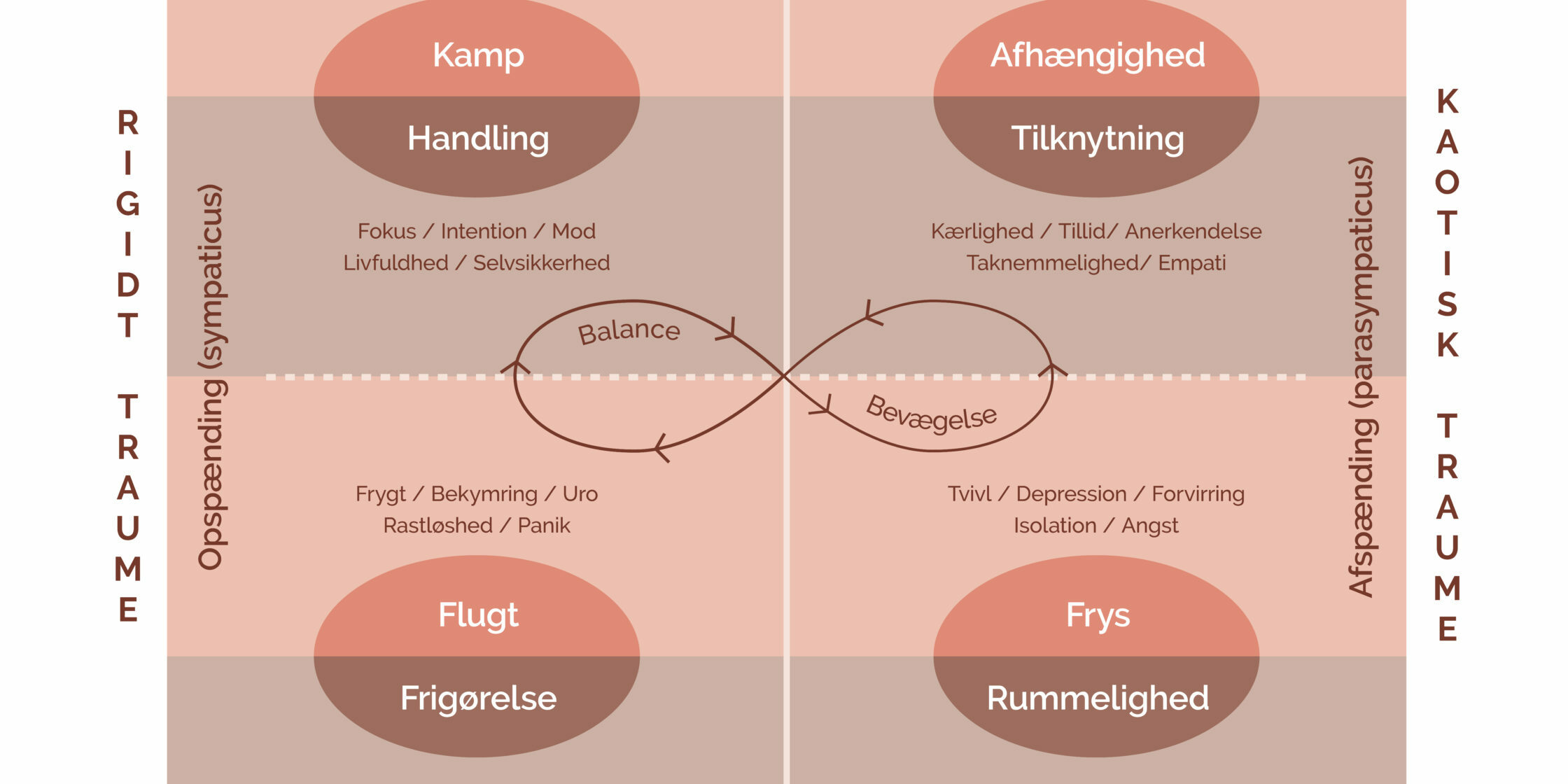 illustrationer-autonome-nervesystem